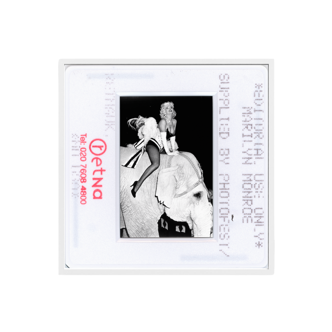 Marilyn Monroe Riding an Elephant